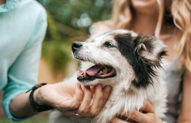 A person holding a dog