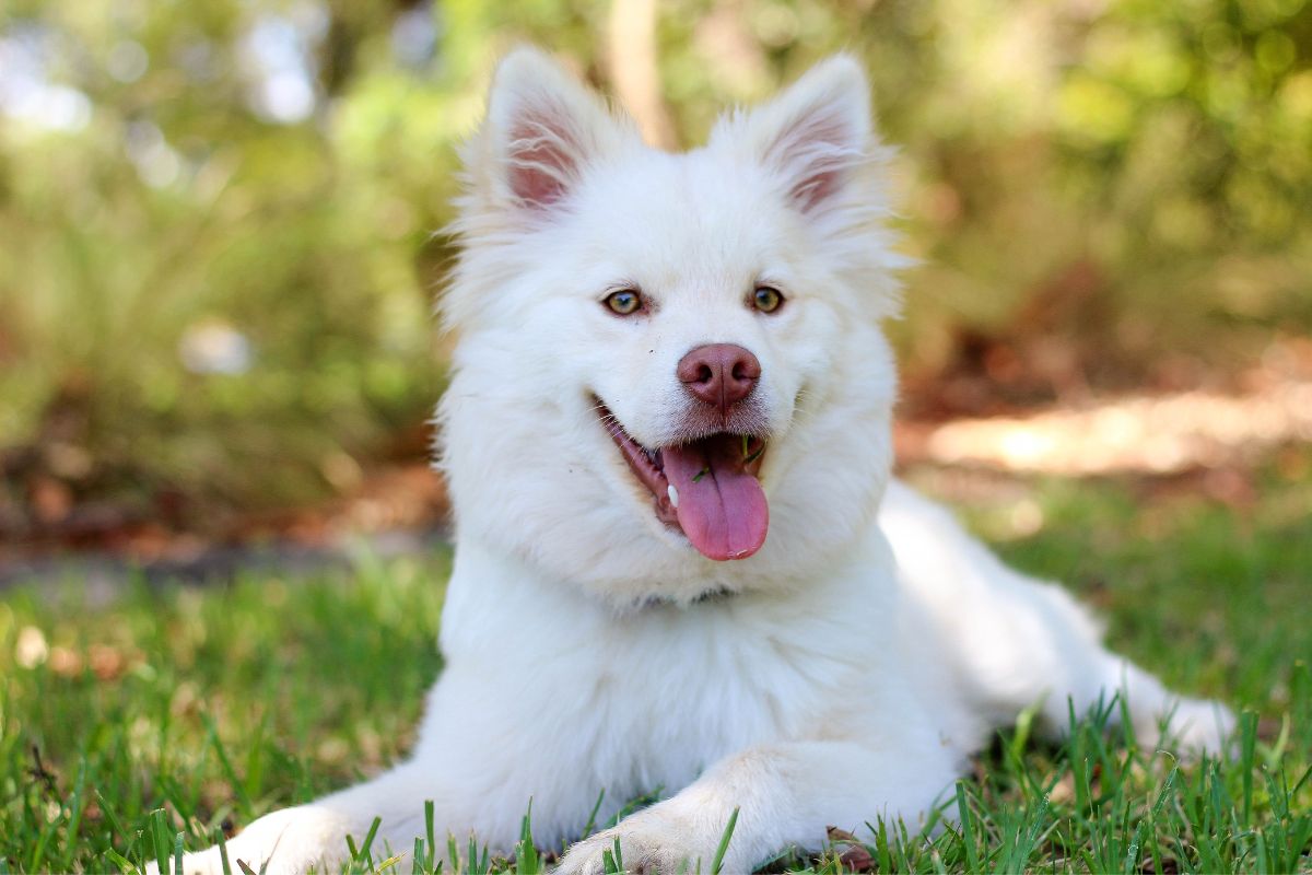 a white dog lying in grass