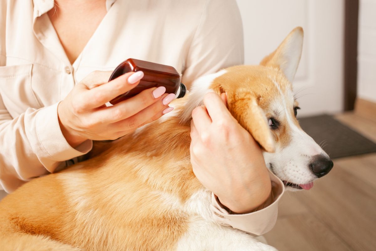 a person spraying a dog's ear