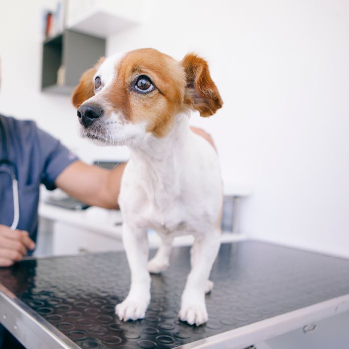 a dog standing on a table