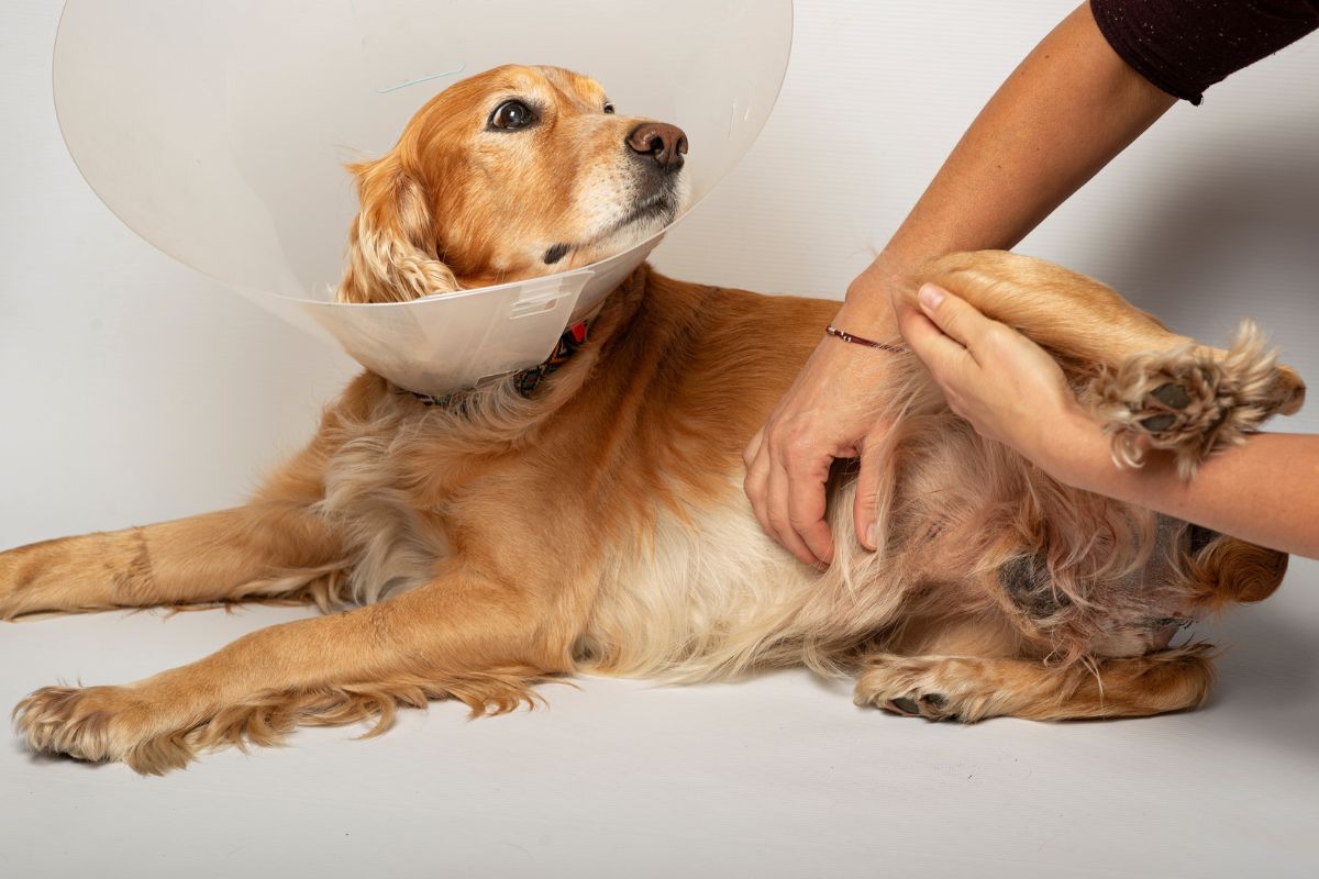 Pet Surgery Header a dog lying down with a cone around its neck