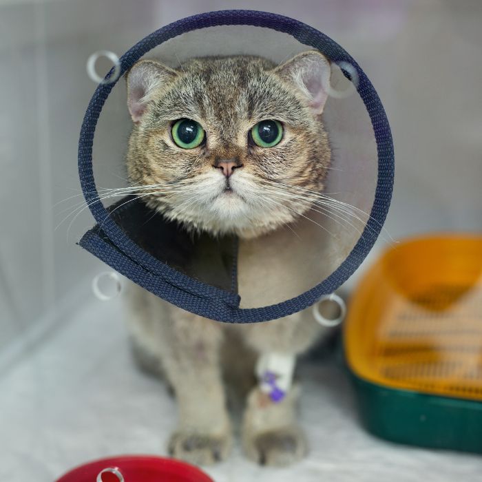 Pet Surgery a cat wearing a cone around its neck