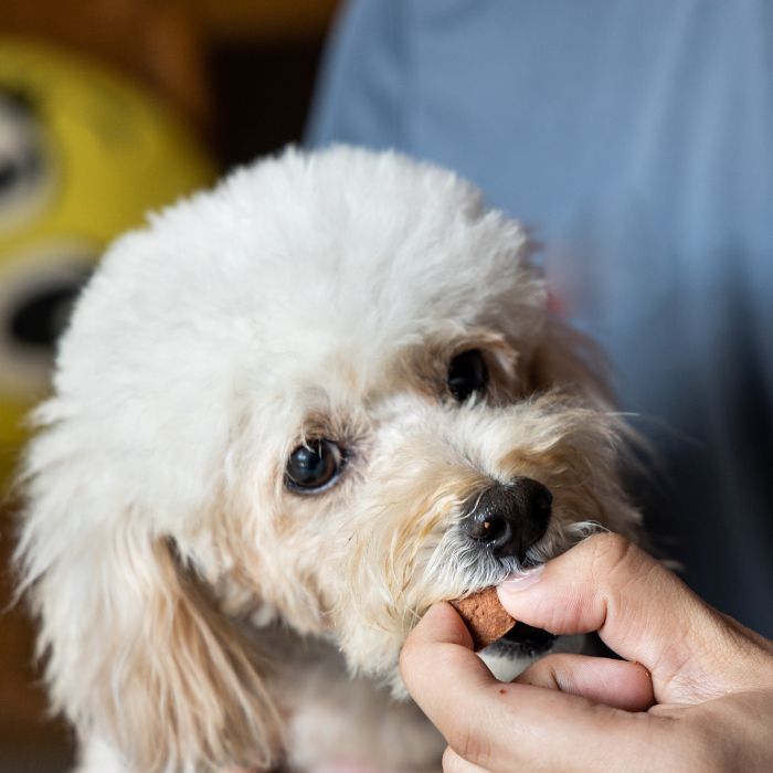 Pet Weekday General Medicine a dog eating a medicine