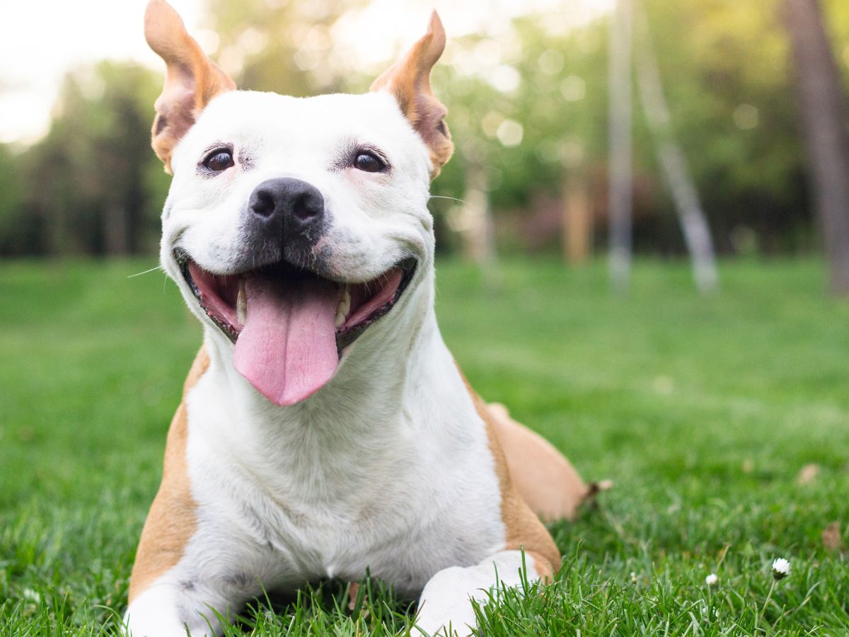 a dog lying in the grass