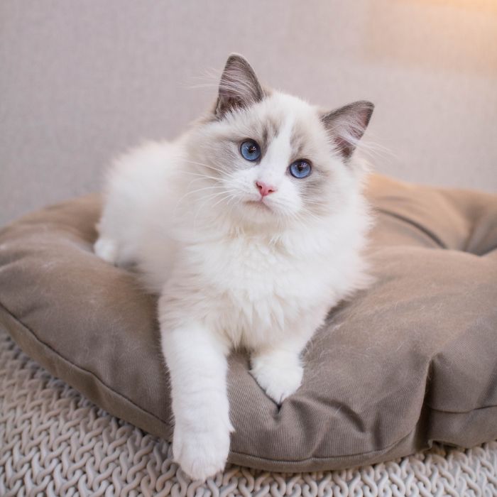 a cat lying on a pillow
