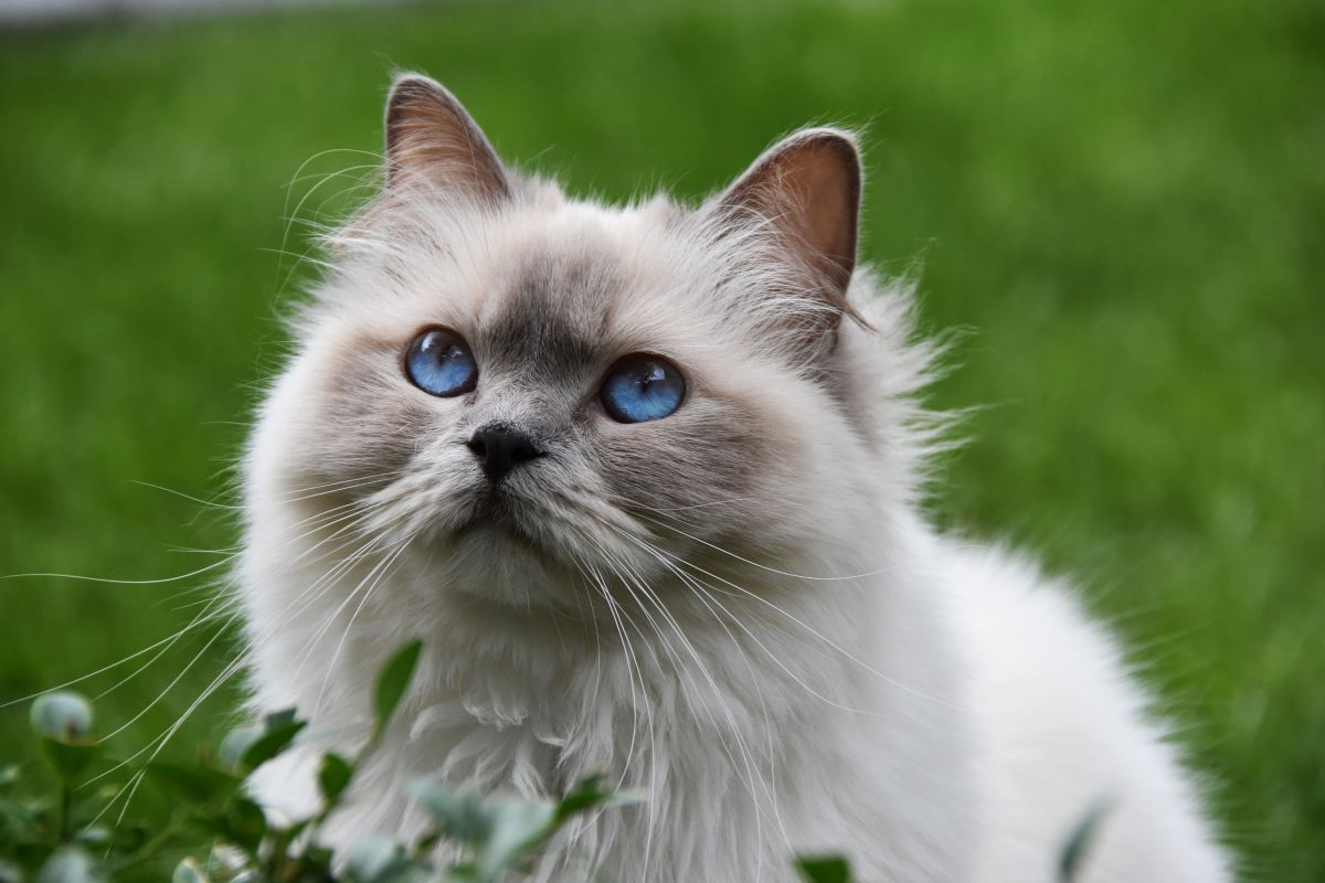 a cat with blue eyes
