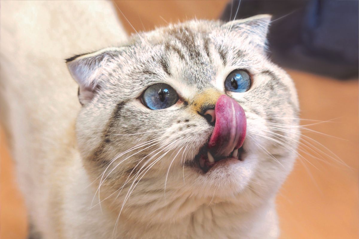 a cat licking its nose