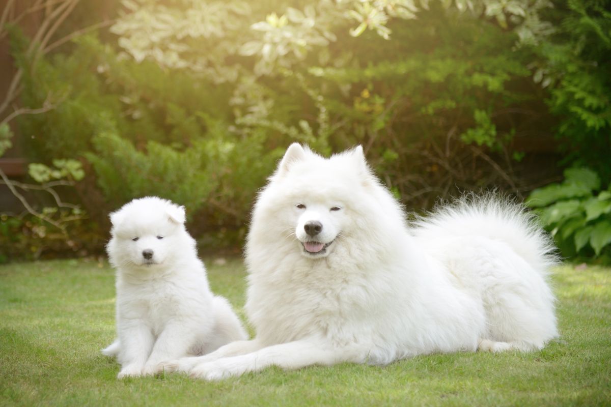 a dog and puppy lying on grass