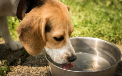 Is Your Pet Hydrated? Recognizing the Signs