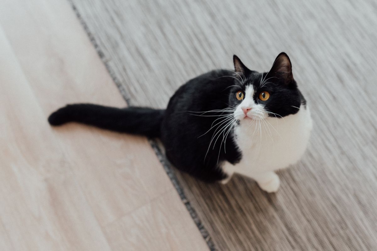 Untitled design black and white cat