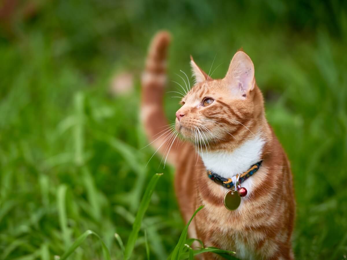 careers-foundation-cat-1 An orange cat enjoying being outside in the grass