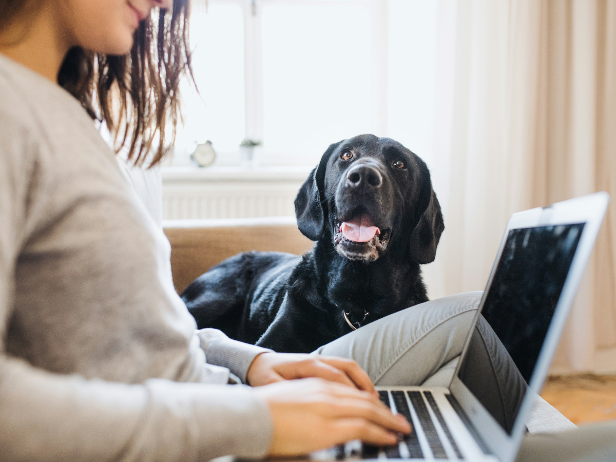 a dog lying in the grass